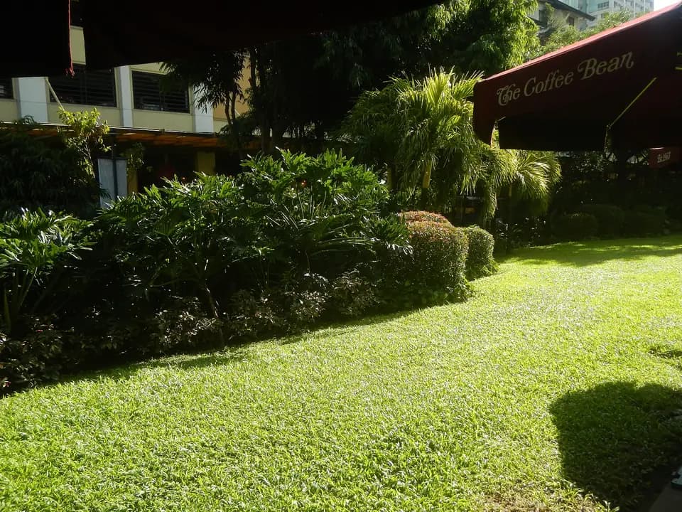 Lawn and planting beside a café terrace in the Greenbelt gardens, Makati